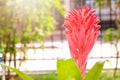 Aechmea fasciata, Urn Plant, Bromeliaceae, guzmania. Bromeliad or vriesea flower in garden. Close up of orange bromeliad flower. Royalty Free Stock Photo