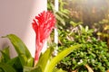 Aechmea fasciata, Urn Plant, Bromeliaceae, guzmania. Bromeliad or vriesea flower in garden. Close up of orange bromeliad flower. Royalty Free Stock Photo