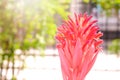 Aechmea fasciata, Urn Plant, Bromeliaceae, guzmania. Bromeliad or vriesea flower in garden. Close up of orange bromeliad flower. Royalty Free Stock Photo