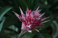 Aechmea flower.