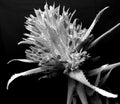 Aechmea flower. Artistic look in black and white.