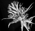 Aechmea flower. Artistic look in black and white.