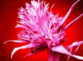 Aechmea flower. Artistic look in vintage vivid colours.