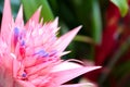 Aechmea flower closeup