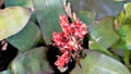 Aechmea fulgens plant with flowers. Beautiful ornamental and decorative plant