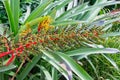 Aechmea mulfordii, the living vase bromelia