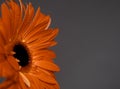 Aecthetic macro photo. Orange gerbera with drops of dew on the petals on a dark background. Side view. Copy space