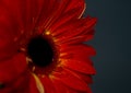 Aecthetic macro photo. Red gerbera with drops of dew on the petals on a dark background. Side view. Blurred and
