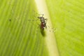 Aedes aegypti. Close up a Mosquito sucking human blood.