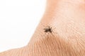 Aedes aegypti. Close up a Mosquito sucking human blood. Royalty Free Stock Photo