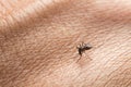 Aedes aegypti. Close up a Mosquito sucking human blood. Royalty Free Stock Photo