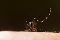 Aedes aegypti. Close up a Mosquito sucking human blood. Royalty Free Stock Photo