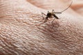 Aedes aegypti. Close up a Mosquito sucking human blood Royalty Free Stock Photo