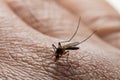 Aedes aegypti. Close up a Mosquito sucking human blood Royalty Free Stock Photo