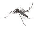 Aedes Aegypti Royalty Free Stock Photo