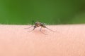 Aedes aegypti mosquit