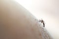 Aedes aegypti mosquito biting/sucking into human skin, soft focus medical background