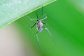 Aedes aegypti Mosquito. Close up a Mosquito Mosquito on leaf,Mosquito Vector-borne diseases,Chikungunya.Dengue fever.Rift Valley