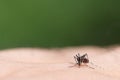 Aedes aegypti Mosquito. Close up a Mosquito sucking human