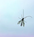 Aedes Aegypti mosquito health alert