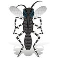 Aedes aegypti Mosquito mascot stilt front