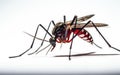 Aedes aegypti mosquito, stomach full of blood on a white background, code-up