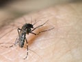 Aedes aegypti mosquito sucking blood. Macro photo. Close-up Royalty Free Stock Photo