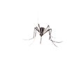 Tiger mosquito isolated on white background, Aedes albopictus