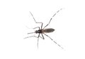 Tiger mosquito isolated on white background, Aedes albopictus