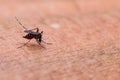 Aedes albopictus mosquito sucking blood on skin,