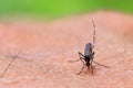 Aedes albopictus mosquito sucking blood on skin,