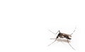 Aedes albopictus mosquito sucking blood on skin, Royalty Free Stock Photo