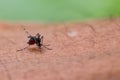 Aedes albopictus mosquito sucking blood on skin,