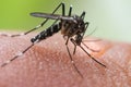 Aedes albopictus mosquito sucking blood on skin, Royalty Free Stock Photo