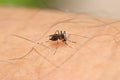 Aedes albopictus mosquito Royalty Free Stock Photo