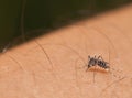 Aedes mosquito sucking blood