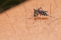 Aedes mosquito sucking blood