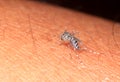 Aedes mosquito