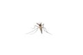 Aedes mosquitoes, Common house mosquito. Isolated on white background