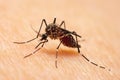 Aedes mosquitoes, which are carriers of dengue fever Sucking blood in the legs Royalty Free Stock Photo