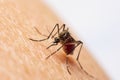 Aedes mosquitoes, which are carriers of dengue fever Sucking blood in the legs Royalty Free Stock Photo