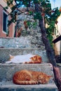 Aegean cats sleeping on stairs