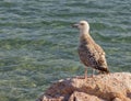 Aegean silver seagull