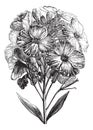 Aegean wallflower or Erysimum cheiri vintage engraving