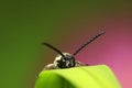 Aegeriidae insects on plant Royalty Free Stock Photo