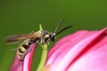 Aegeriidae insects on plant Royalty Free Stock Photo