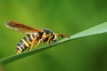 Aegeriidae insects on plant Royalty Free Stock Photo