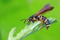 Aegeriidae insects on plant Royalty Free Stock Photo