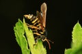 Aegeriidae insects on plant Royalty Free Stock Photo