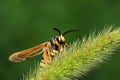 Aegeriidae insects on plant Royalty Free Stock Photo
